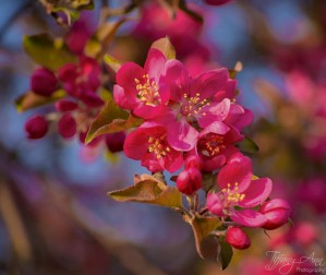 Delicate Pink